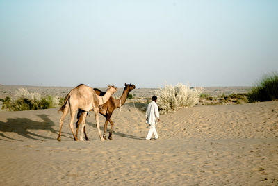 Man leading dromedaries in thar desert