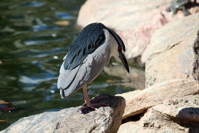 Close-up of gray heron perching on rock by water