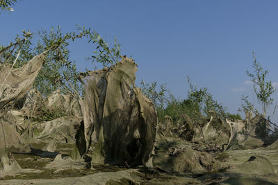 Panoramic view of trees against clear sky