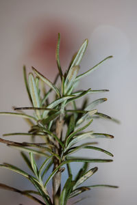 Close-up of plant against white background