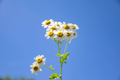 Low angle view of white flowering plant against clear blue sky