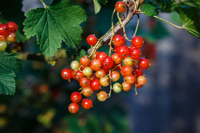 Red berries growing on tree