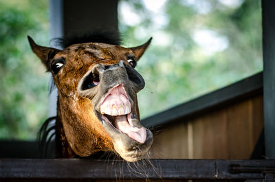 Close-up of horse