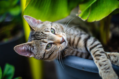 Close-up of a cat looking away