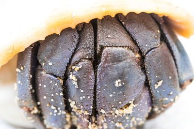 A hermit crab in a shell on white background