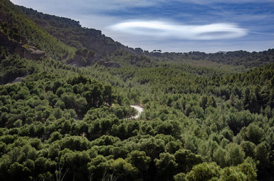 Scenic view of forest against sky