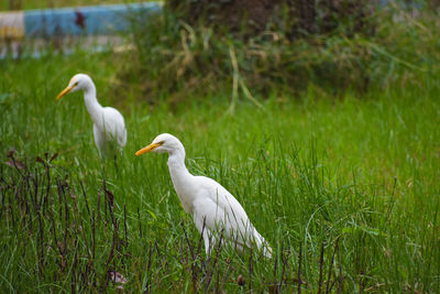 White duck on field