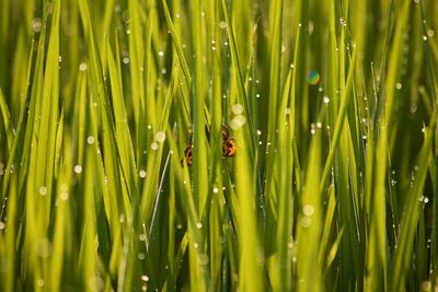 Close-up of insect on wet grass