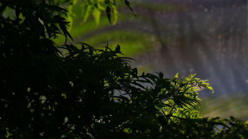 Close-up of silhouette tree against sky
