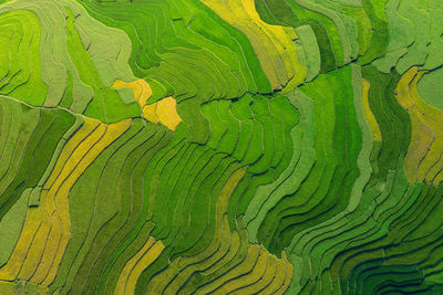 Full frame shot of rice paddy