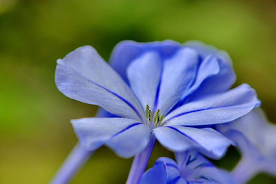 Close-up of purple flowering plant