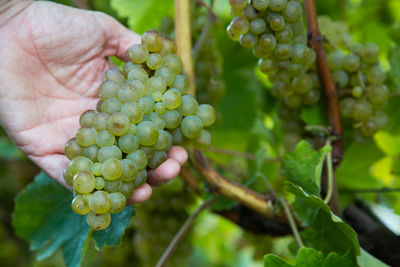 Close-up of hand holding grapes