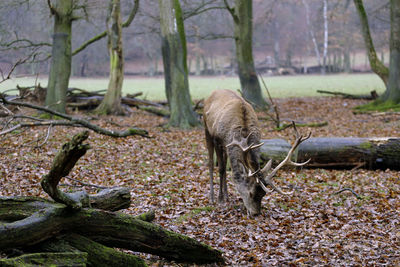 Deer in a forest