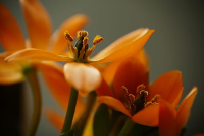 Close-up of day lily blooming outdoors