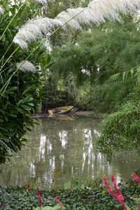 View of birds in water