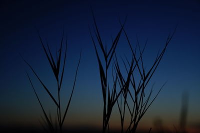 Close-up of stalks against clear sky during sunset