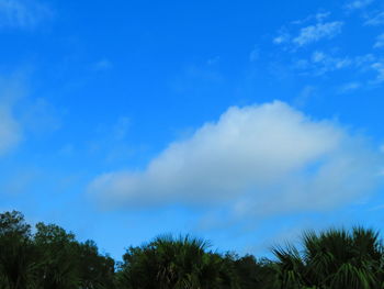 Low angle view of trees against blue sky