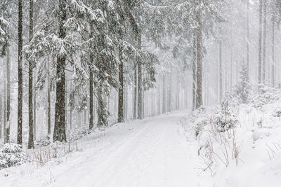 Way in forest during winter