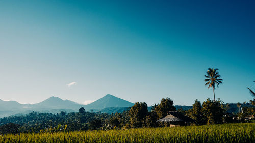 Scenic view of field against clear blue sky