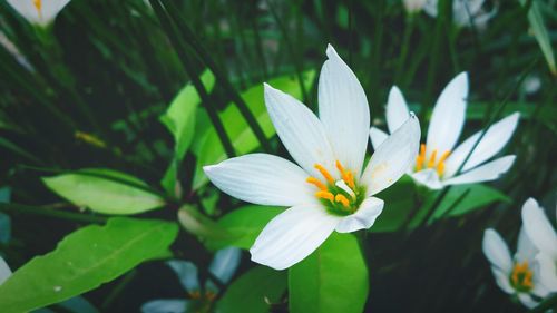 Close-up of fresh flower