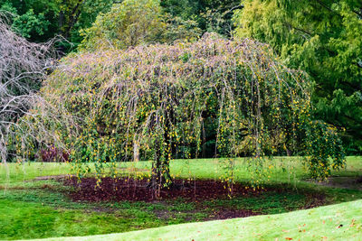 Trees and plants growing in field