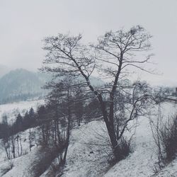 Bare trees on snow covered landscape