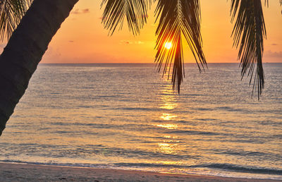 Silhouette palm trees on beach against sky during sunset