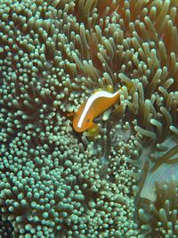 Close-up of fish swimming in sea