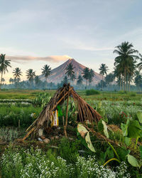 Palm trees on field against sky