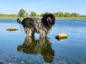 Portrait of dog in lake