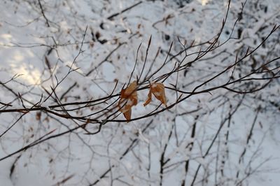 Close-up of tree branches during autumn