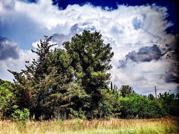 Low angle view of trees on field against cloudy sky