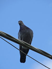 Low angle view of bird perching on cable against clear blue sky