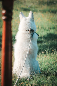 Cat sitting on a field