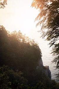 Scenic view of forest against clear sky