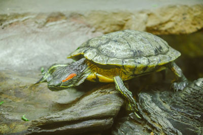 Close-up of turtle on rock