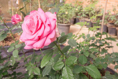 Close-up of pink rose