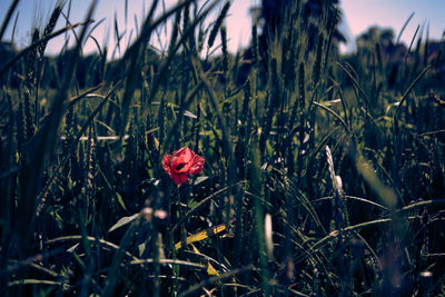 Close-up of red flowering plants on field