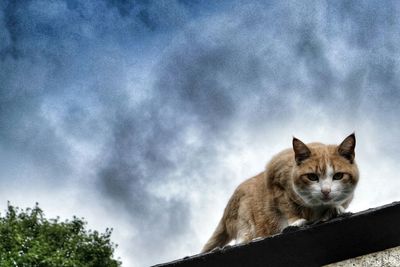 Low angle view of cat against cloudy sky