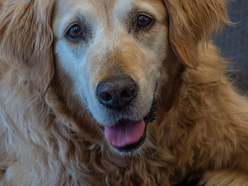 Close-up portrait of golden retriever