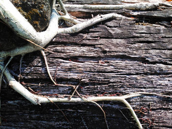 Close-up of log on tree trunk