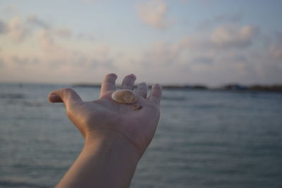 Close-up of hand holding seashells