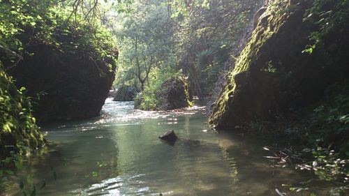 Ducks swimming in river by trees