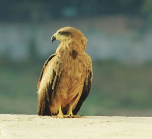 Close-up of bird perching on wood