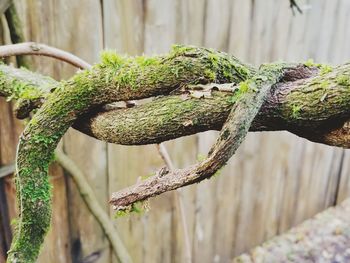 Close-up of tree branch