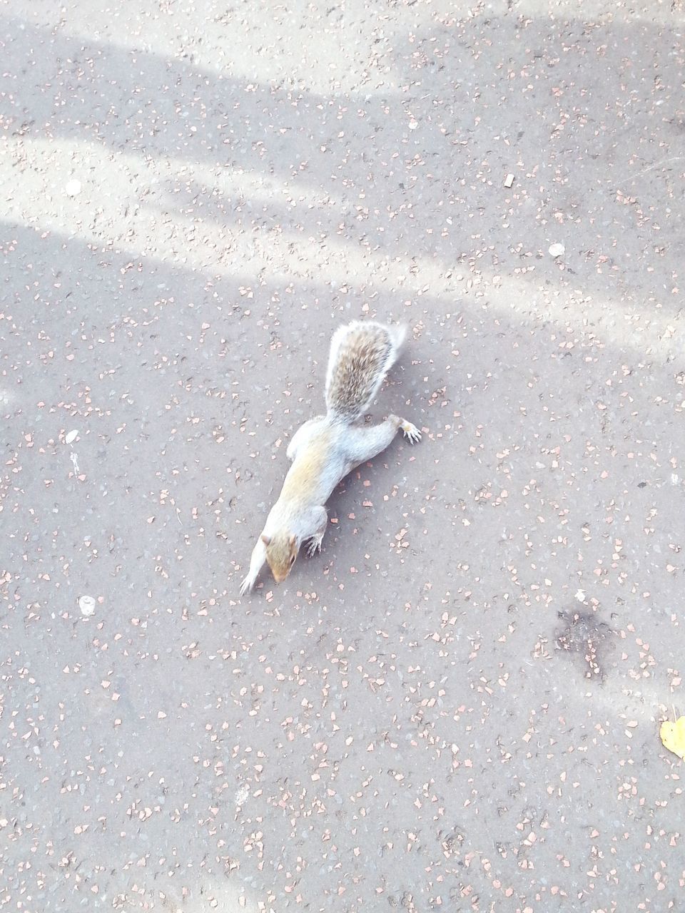 HIGH ANGLE VIEW OF BIRD ON ROAD