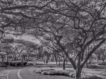 Road passing through trees