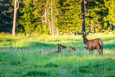 Deer in a field