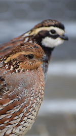 Close-up side view of birds looking away