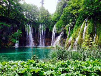 View of waterfall in forest